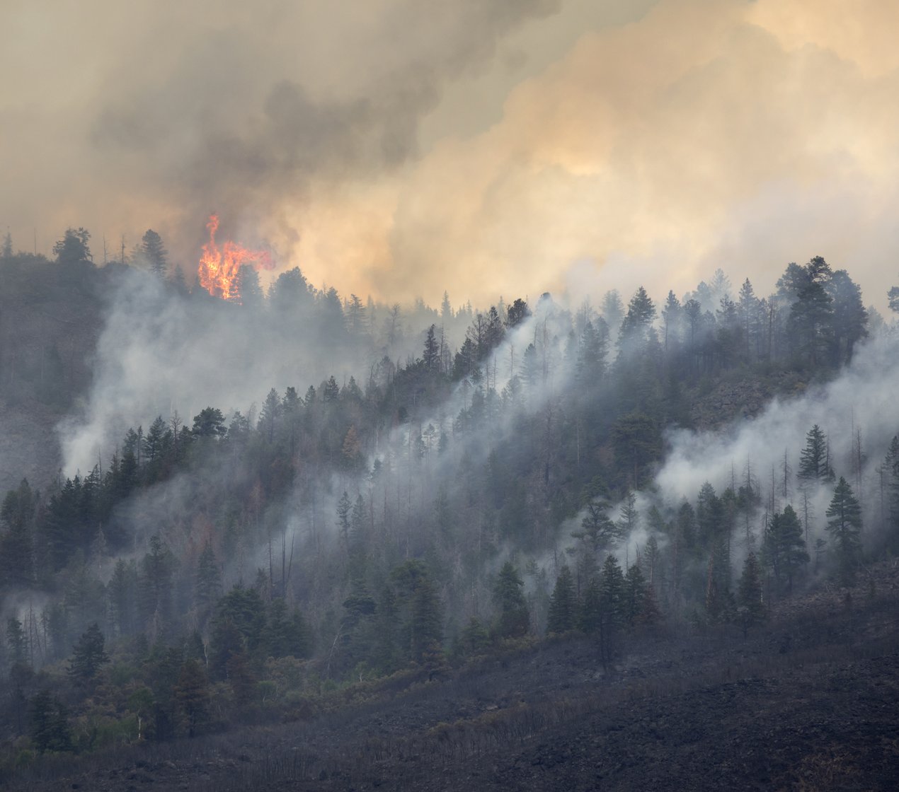 Wildfire Wibbenmeyer