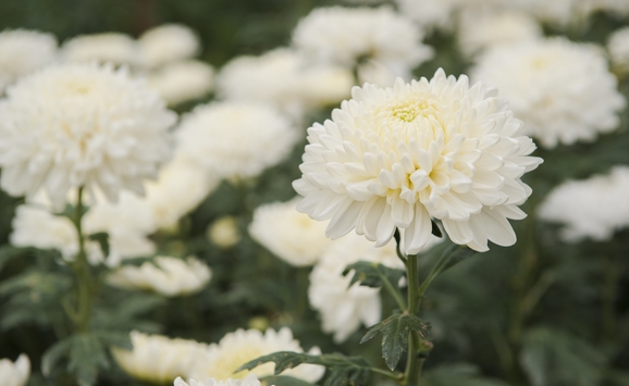 shutterstock_160538441